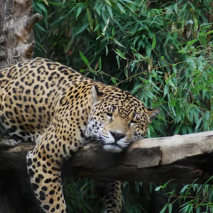 Sacramento Zoo